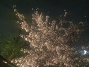 上の公園の桜